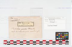 Etikett zu Leichenbrand (NHMW-PRAE-002231a)